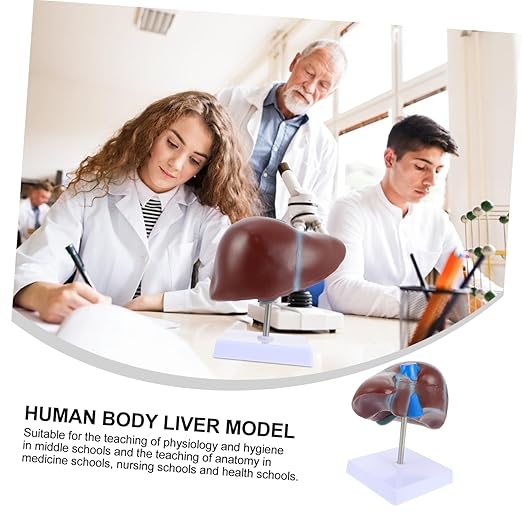 Realistic Human Liver Model Medical Display Model Easy to Use Learning Tool