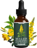 ETHALE Mullein Drops for Lungs - Mullein + Chlorophyll Lung Drops Respiratory Support &amp Lung Detox Formula with Chlorophyll Mullein Leaf Extract 1 Month Supply