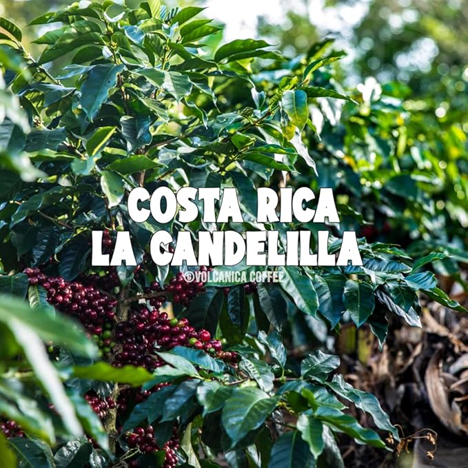 Costa Rica Tarrazu Coffee La Candelilla Whole Bean Fresh Roasted 16-ounce