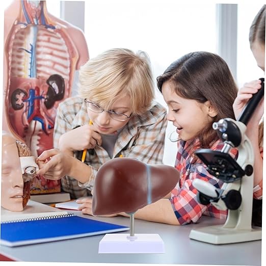 Realistic Human Liver Model Medical Display Model Easy to Use Learning Tool