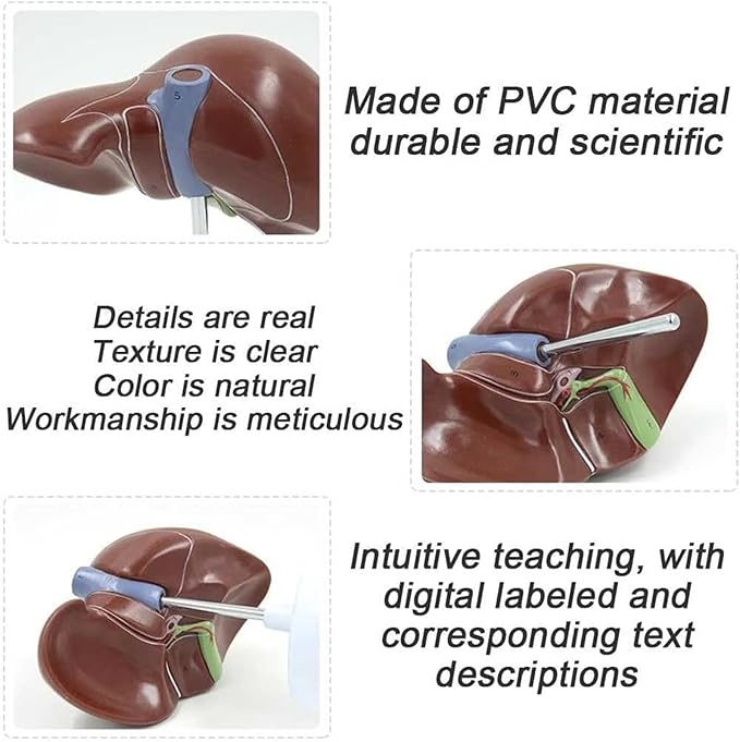 BuTkus Normal Liver Model1:1 Liver Modelwith Digital Labeled and Clear Texture and Anatomical Position Instructions