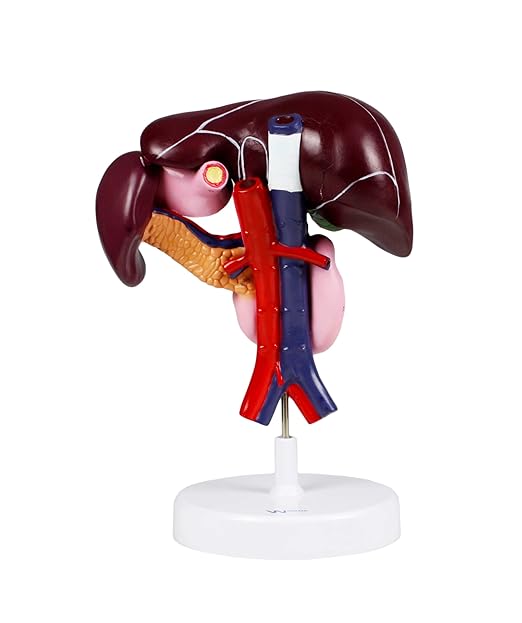 JS00071 Liver Model