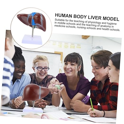 Realistic Human Liver Model Medical Display Model Easy to Use Learning Tool