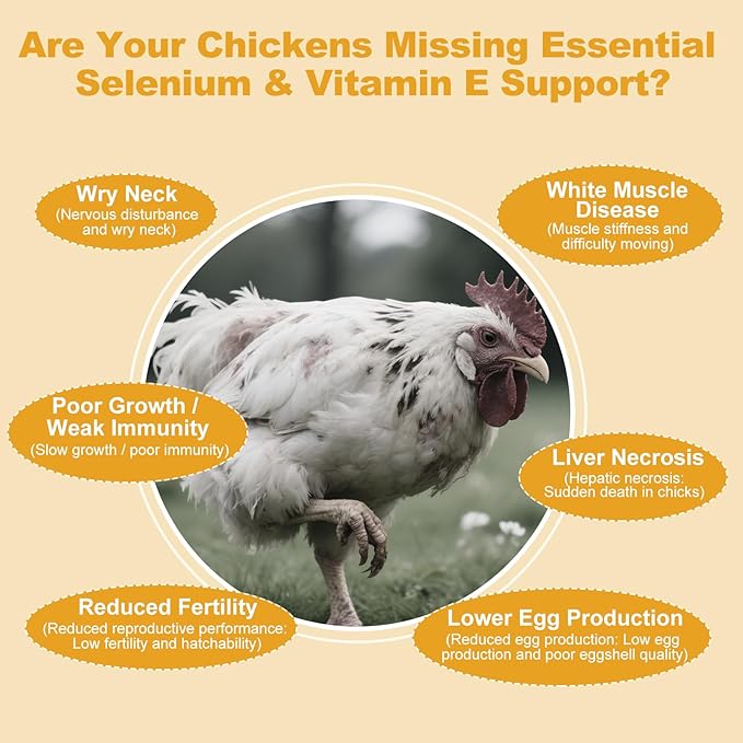 Selenium and Vitamin E Powder for Chickens Selenium for Chickens Immune System Muscle Support &amp Prevents Improve Wry Neck Selenium Vitamin E Supplements Suitable for All Poultry Chicken &a