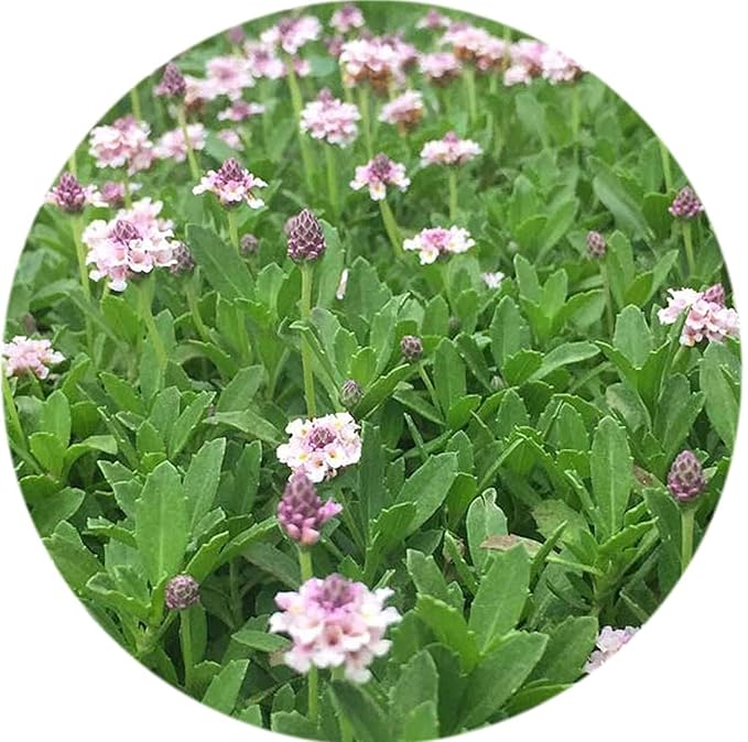 Poduthalai Powder 100gm
