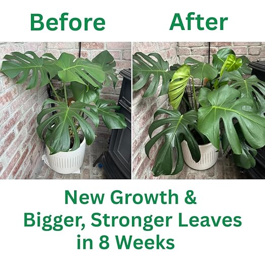 Silica Strength Plant Supplement – Strengthens Stems Supports Upright Leaves &amp Improves Stress Resilience | Ready-to-Use 4.5% Liquid Concentrate for Houseplants | 8 oz | Makes 96 Gallons