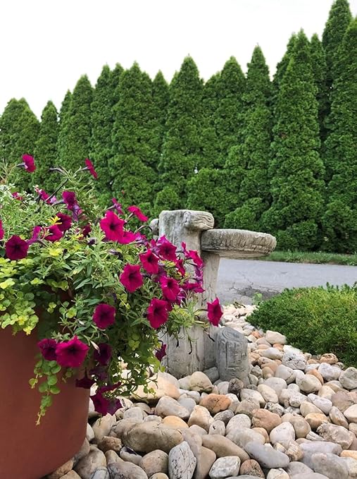 Potassium Sulfate 5 Pounds for Vegetable Gardens - Essential Nutrient for Plant Growth Soil Enrichment and Crop Yield Optimization - Lancaster Agriculture Products