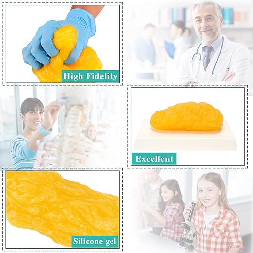 RONTEN 1 lb Human Fat Anatomical Model A True Replica of Human Body Fat Perfect for Nutritionists Fitness Enthusiasts to Display