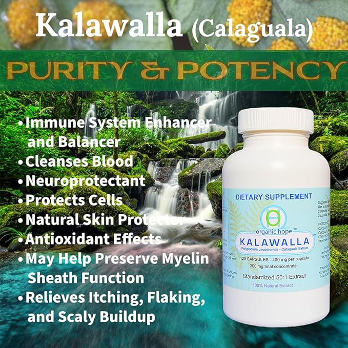 (Calaguala) with Polypodium Leucotomos for Immune System Support Highest Potency 50:1 Extract 400mg. (120 Veggie Caps)