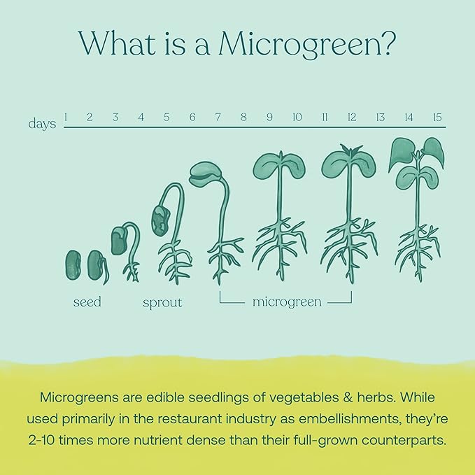 True Grace Broccoli Microgreens - 0.4 oz - Daily Superfood Powder for Cellular &amp Immune Health - Gluten &amp Soy Free Vegan Regenerative Organic Certified - 30 Servings