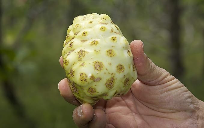 Virgin Noni Juice - 100% Pure Hawaiian Noni Juice - 32oz Glass Bottle