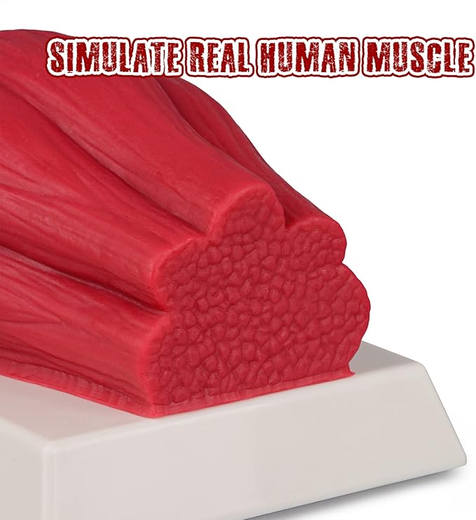 SimCoach Human Body Fat &amp Muscle Replica 5 Lbs Keep Fit &ampFitness Motivation Reminder Silicone Human Muscle Fat Model for Nutritionist Athlete