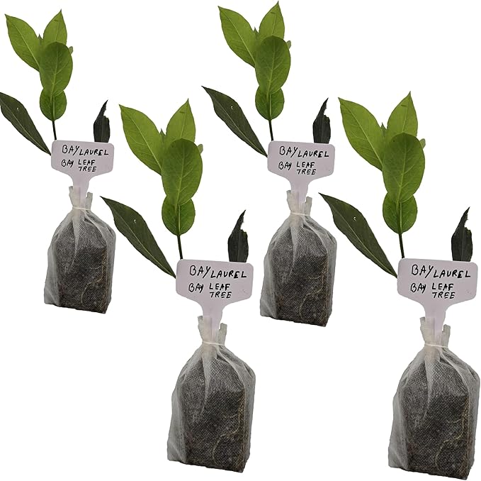 Mediterranean Bay Leaf Bay Laurel Live Plant. Standard Variety - Laurus Nobilis. Live Plant. Fragrant Fresh Edible. Best for Ground Planting Outdoor. (4 Bay Laurel Plants in Sac)