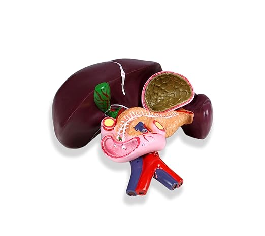 JS00071 Liver Model