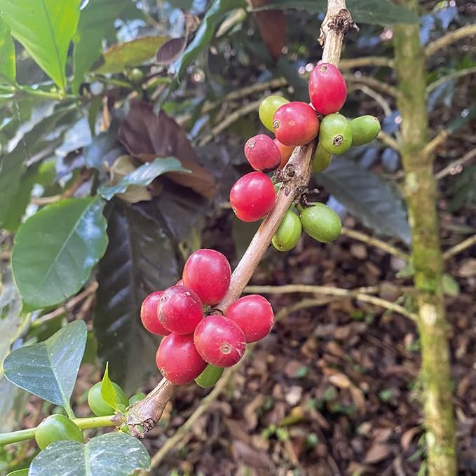 Medium Dark Coffee Roast Ground Coffee 100% Arabica Colombian Coffee Fresh Coffee (1 LB) Saxonville Mills Cafe