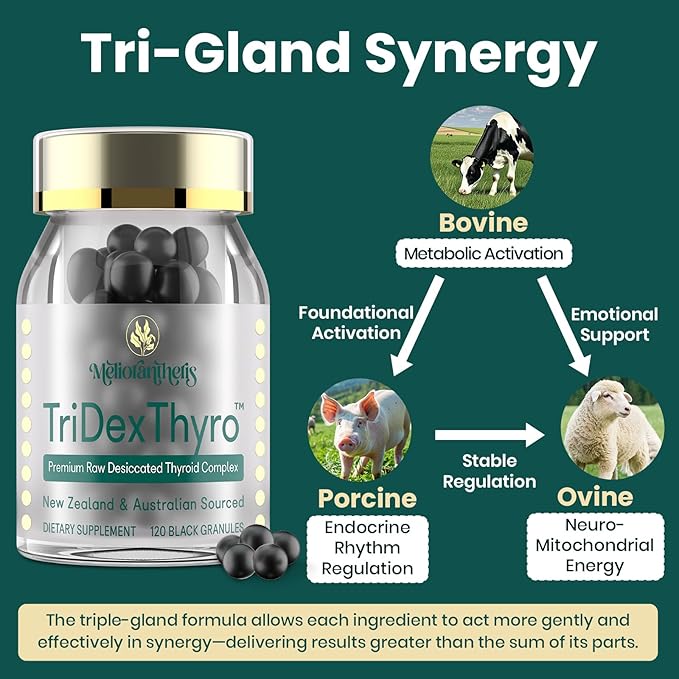 Thyroid Supplement – TriDexThyro™ Raw Desiccated Thyroid Complex 375 mg with Bovine Porcine &amp Ovine –120 Capsules for Women and Men（2 Pack）