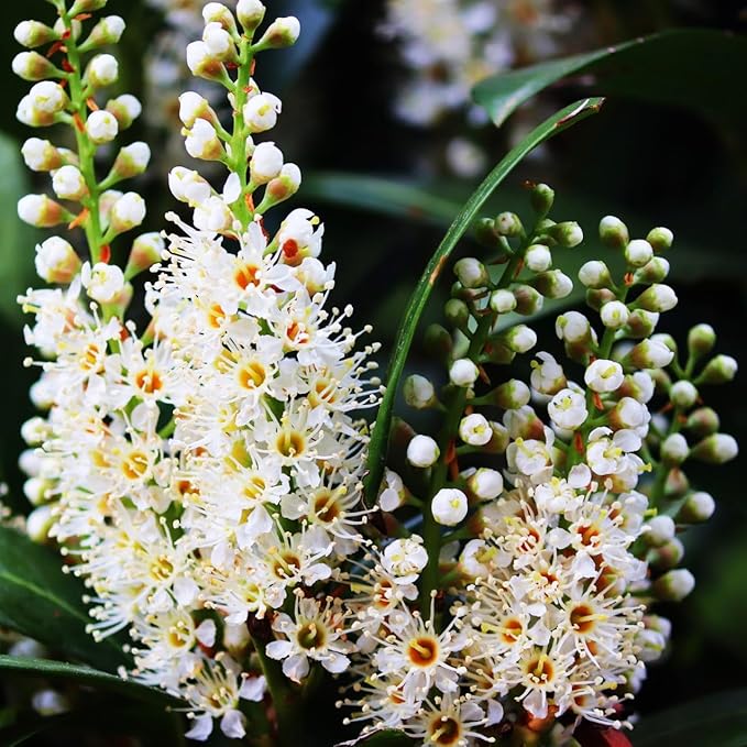 Mediterranean Bay Leaf Bay Laurel Live Plant. Standard Variety - Laurus Nobilis. Live Plant. Fragrant Fresh Edible. Best for Ground Planting Outdoor. (4 Bay Laurel Plants in Sac)