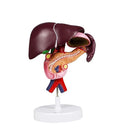JS00071 Liver Model