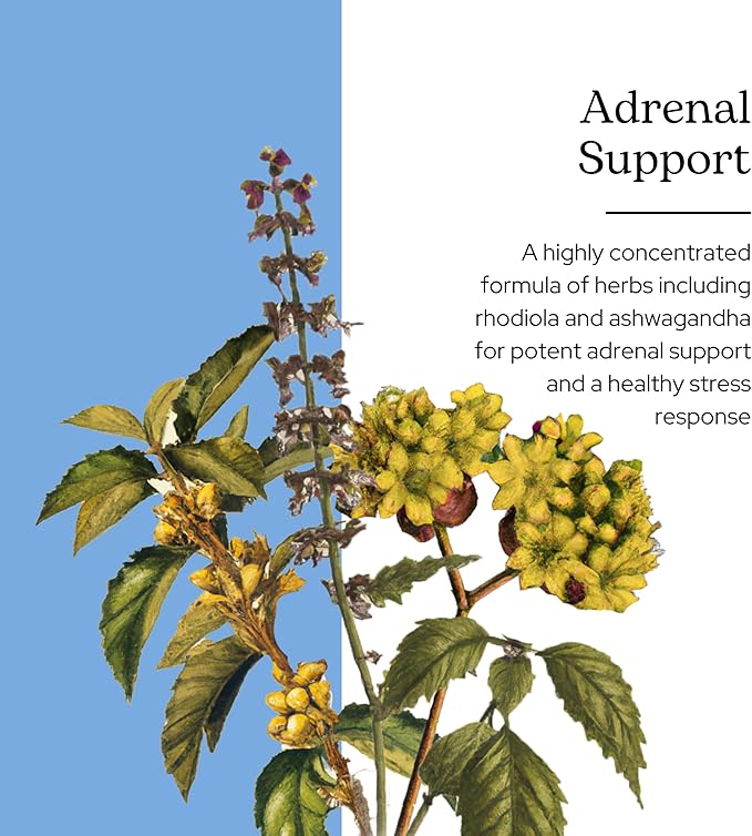 Eclectic Herb - Adrenal Support Capsules | Herbal Supplement | Rhodiola &amp Ashwagandha Supplements | Fatigue Support | Vegan Non-GMO Gluten-Free (45 CT | 400 mg)