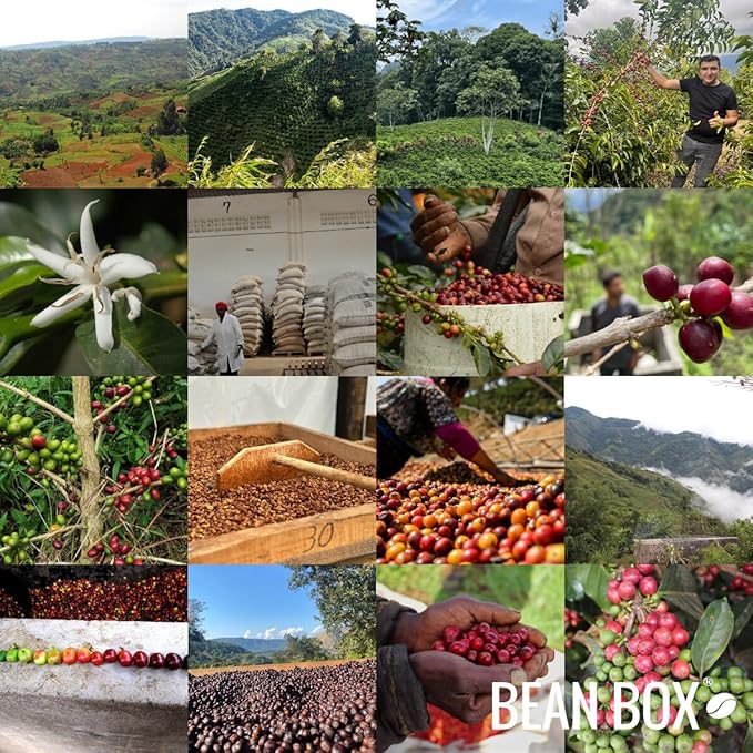 Bean Box Coffee Sampler - Roasted by Gimme! 4-Pack Freshly Ground Coffee Gourmet Coffee