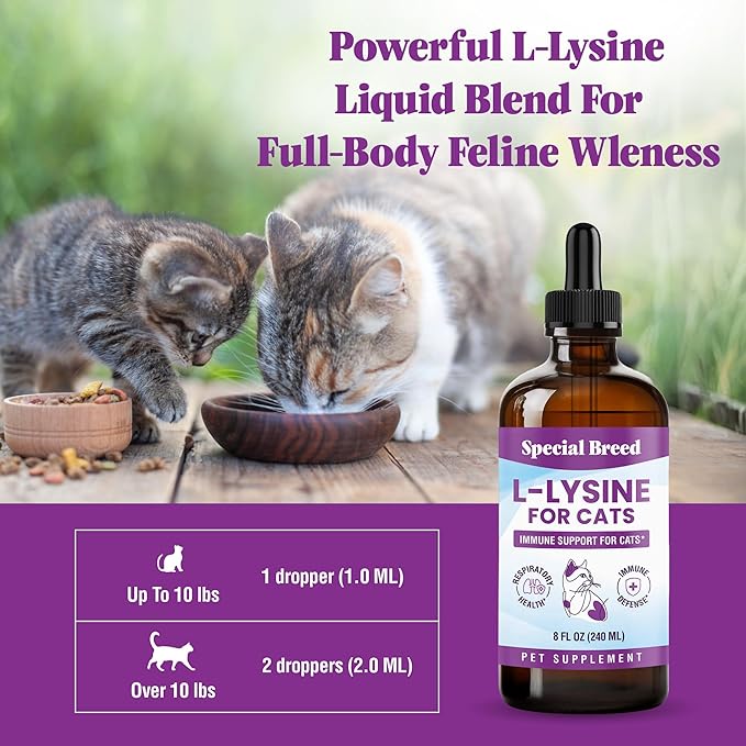 L-Lysine Supplement for Cats &amp Kittens – Immune Support Liquid for Feline Respiratory Health Sneezing Runny Nose &amp Watery Eyes – 250mg Lysine Cat Drops with Vitamins Complex – Chicken Flavor