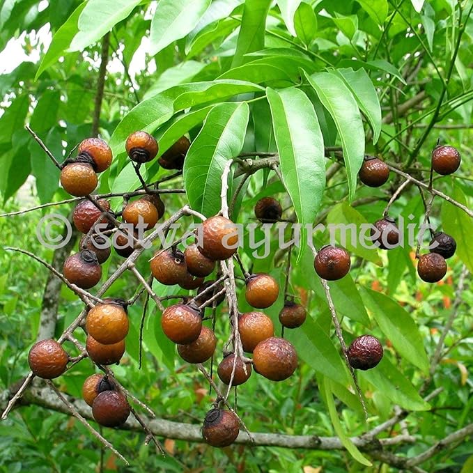 Astha SATVA Reetha Powder - 100% Sapindus Mukorossi Fruits-(100 gm)