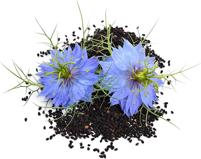 Black Seed Oil - Glass Bottle - 100% Pure and Cold Pressed - Imported Seed from India 16 OZ - Cold Pressed in NY - 100% Hexane Free - NON GMO Vegan and Halal - Very Dark and Potent