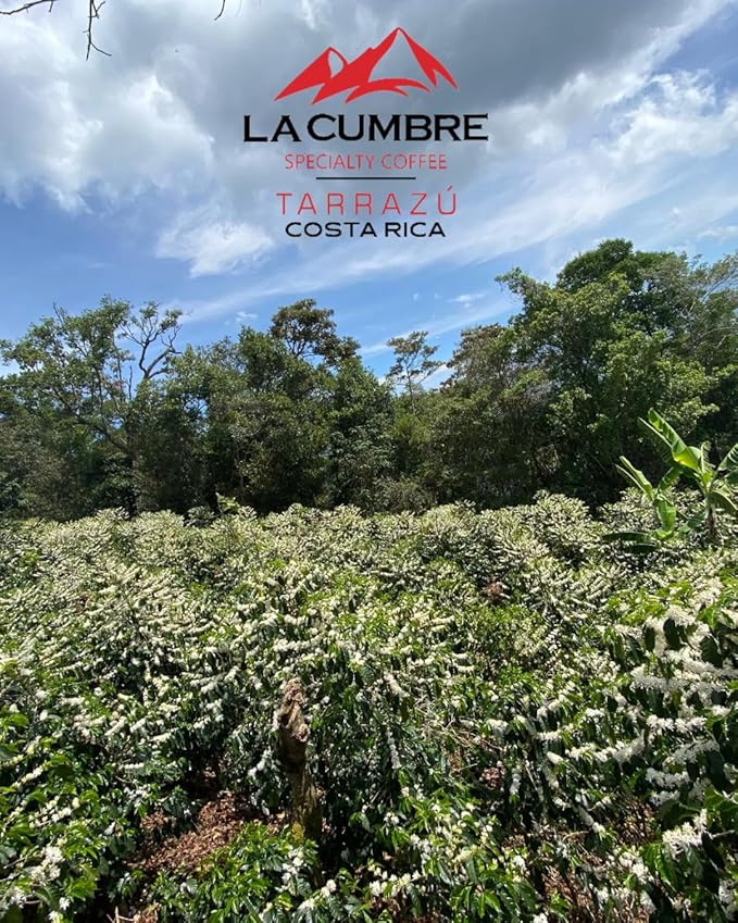 La Cumbre Specialty Coffee Ground Medium Roast Arabica Beans Low Acid Gourmet Vegan Kosher &amp Keto Friendly Natural Process 12 oz 2 Pack
