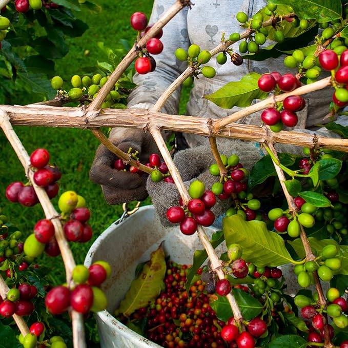 Greenwell Farms 100% Hawaiian Kona Coffee - Dark Roast Ground 8oz
