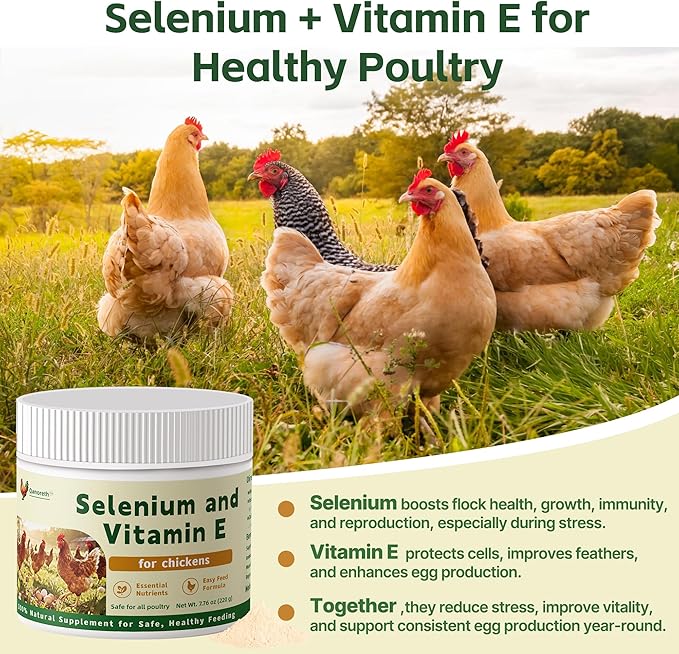 Selenium and Vitamin E Powder for Chickens – Boost Immunity Muscle Support &amp Reproductive Health Selenium for Chickens to Prevent Wry Neck &amp Improve Egg Production Chicken Vitamins for All