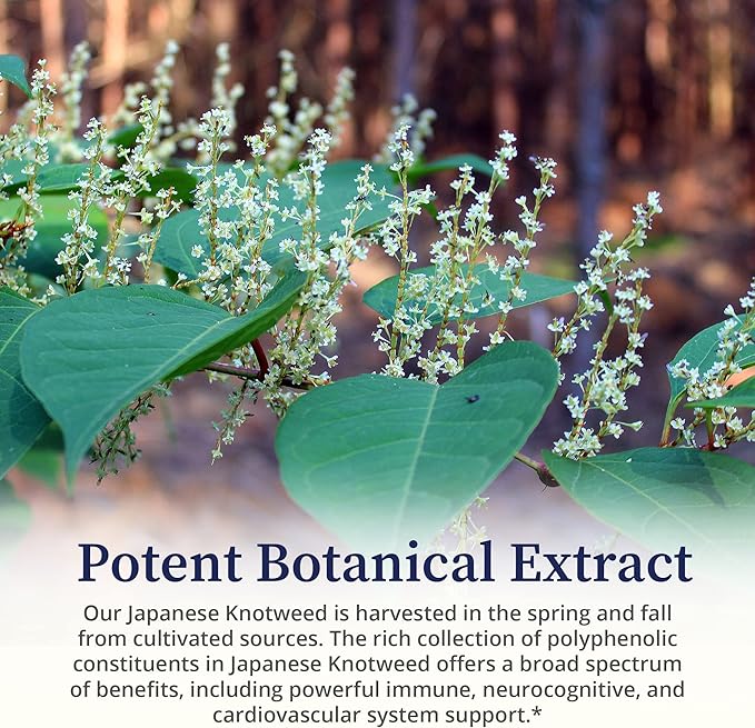 BioPure Japanese Knotweed Herbal Tincture – Potent Botanical Extract Rich in Polyphenols Including Resveratrol to Support Liver &amp Immune Function Cellular Health and Microbiome Balance – 2 fl oz