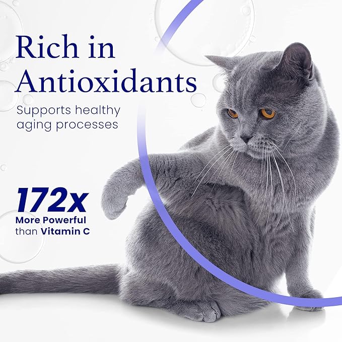 Cat Lover Set 2 Bottles of Pure ESS60 in Extra Virgin Olive Oil 1 for Humans and 1 for Felines Cat Supplements Infused with Natural Salmon Essence Must-Have Pet Supplies and Cat Products