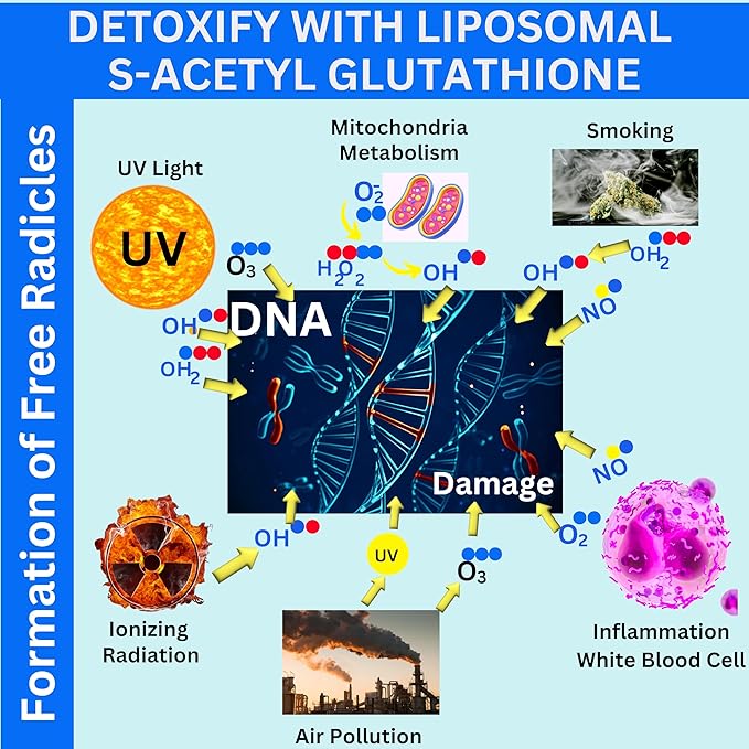 Nikoni Liposomal S-Acetyl L-Glutathione Resveratrol Hyaluronic Acid &amp Collagen 500 mg-480 Softgels