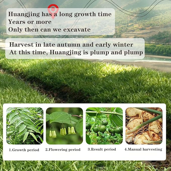 Huangjing Traditional Nourishing Herbal Tea Rhizoma Polygonati Huang Jing 12.7oz/360g Wild Polygonatum Rhizoma Polygonati dried Polygonatum sibiricum Chinese Herbs黄精 九蒸九晒 特级黄精茶