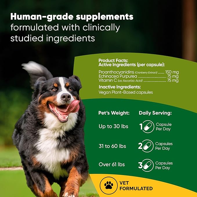 Rooted Owl Urinary Support - Echinacea and Cranberry Supplement for Dogs - Dog UTI Prevention - 60/ct