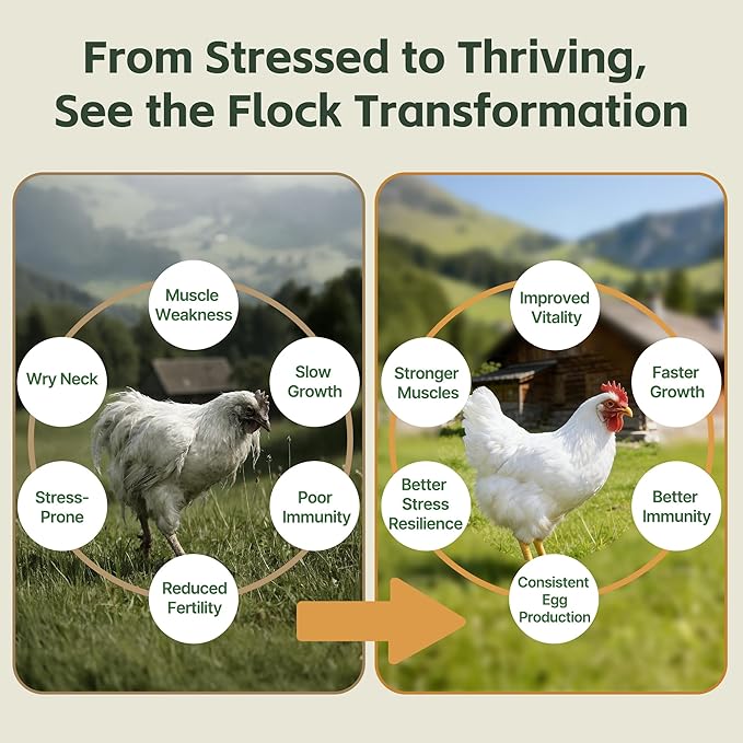 Selenium and Vitamin E Powder for Chickens – Boost Immunity Muscle Support &amp Reproductive Health Selenium for Chickens to Prevent Wry Neck &amp Improve Egg Production Chicken Vitamins for All