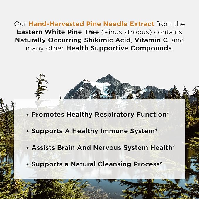 Ascent Nutrition Pine Needle Extract | Contains Naturally Occurring Shikimic Acid &amp Vitamin C | Wild-Harvested &amp Alcohol-Free | 30ml