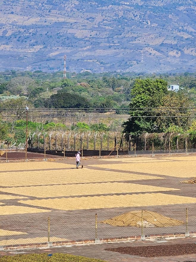 Tesoros Del Pais Green Unroasted Coffee Beans Ahuachapan El Salvador Single Estate High Elevation (Wet Milled 5 lb)