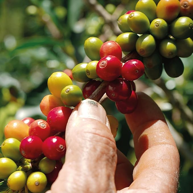 Bendito Café – Ground Coffee Medium Roast 340g (Pack of 3) – 100% Colombian Coffee