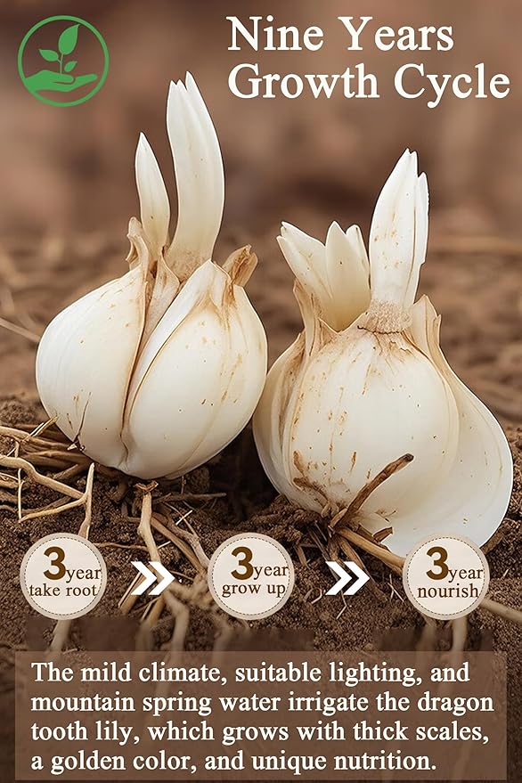 Dried Lily Bulb Bai He 8.5oz/240g Lily Bulbs for Tea Sulfur-free Making Soup and Porridge Chinese Herbal Tea百合干 龙牙百合 天然食用百合