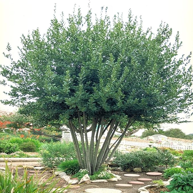 Mediterranean Bay Leaf Bay Laurel Live Plant. Standard Variety - Laurus Nobilis. Live Plant. Fragrant Fresh Edible. Best for Ground Planting Outdoor. (4 Bay Laurel Plants in Sac)