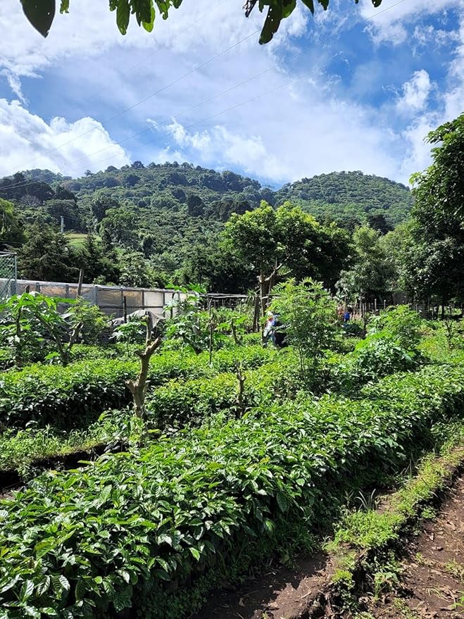 Tesoros Del Pais Green Unroasted Coffee Beans Ahuachapan El Salvador Single Estate High Elevation (Wet Milled 5 lb)
