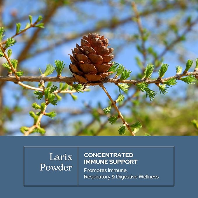 Eclectic Institute Raw Freeze-Dried Non-GMO Larix Capsules | Immune Respiratory and Ear Support | 100 CT (400 mg)