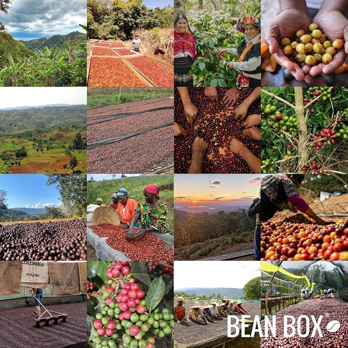 Guatemala Finca San Lorenzo - Roasted by Roseline Coffee - Whole Bean Coffee - 2 Pound Bag