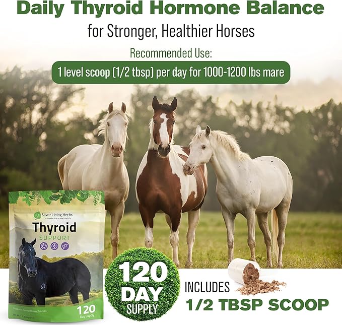 Silver Lining Herbs Thyroid Support for Horses – Herbal Horse Supplement for Normal Thyroid Function Hormone Balance &amp Healthy Metabolism with Irish Moss Kelp Parsley – 120-Day Supply