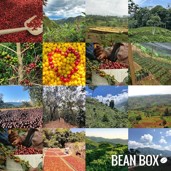 Bean Box Coffee Sampler - Explore Colombia 2-Pack Freshly Ground Gourmet Coffee