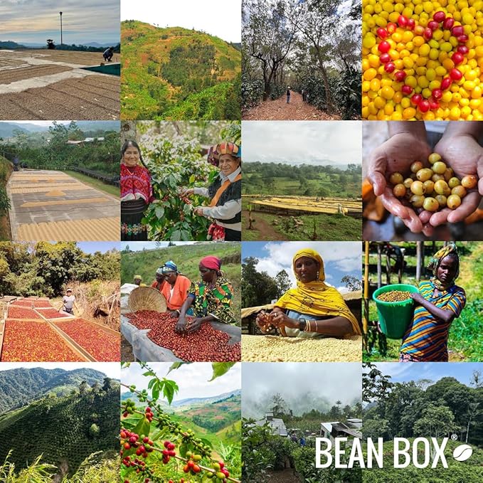 Bean Box Coffee Sampler - Roasted by Greater Goods 4-Pack Freshly Ground Coffee Gourmet Coffee