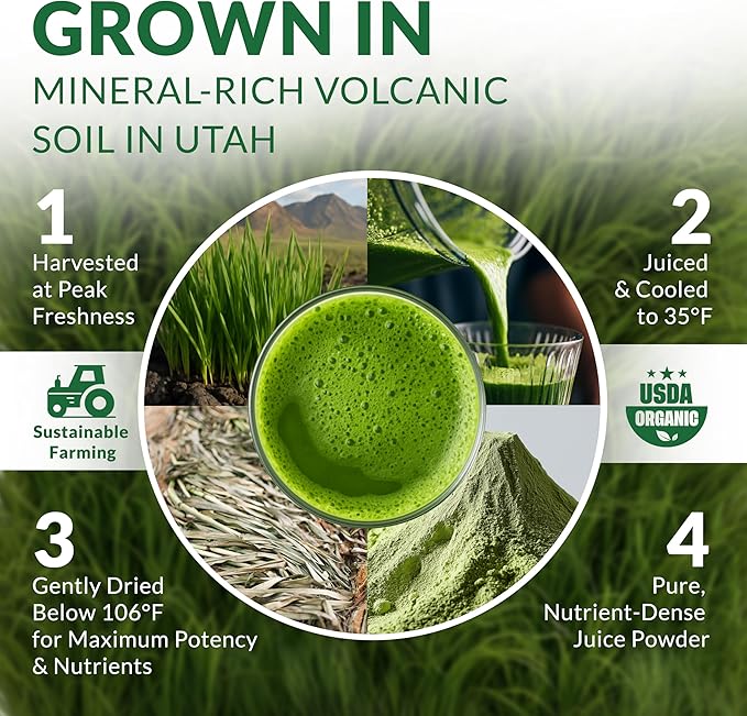 Barley Grass Juice Powder Organic – Sourced from Utah’s Mineral-Rich Soil Nutrient-Dense Barley Grass Powder – Raw &amp Cold-Processed Superfood High Chlorophyll – 6.35oz (180g) | 72 Serving