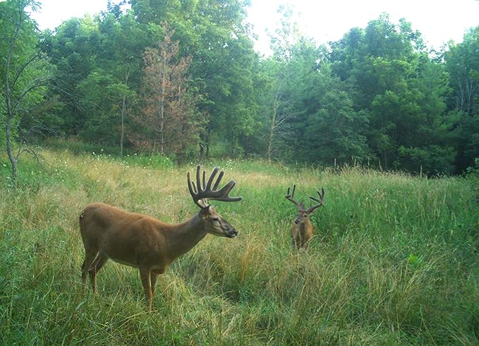 Terra Products Co. AX Deer Mineral - Antler Xcelerator for Deer