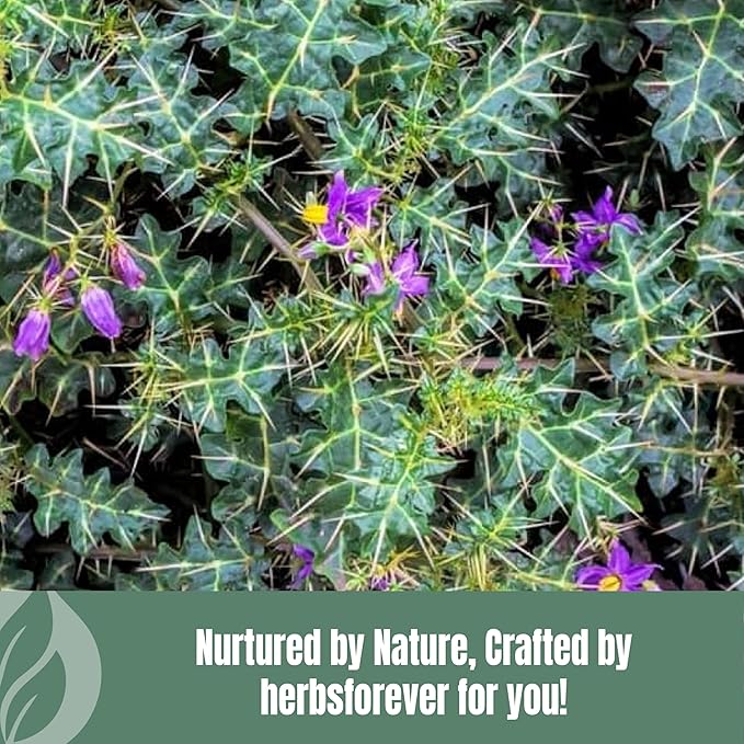 Herbsforever Kantakari (Solanum xanthocarpum) Indian Nightshade. Plant Powder|Supports Respiratory Immune Health &ampNatural Expectorant- Wild Harvested -Non GMO | Ultra Clean| Steam Treated|16oz-1L